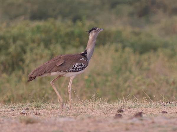 <h3><a href="/trips/tanzania/biota/animalia/chordata/aves/019 otidiformes/001 otididae/ardeotis kori/ardeotis kori-nl.html">Ardeotis&nbsp;kori</a> / Kori&nbsp;bustard / Koritrap</h3>OM-1 Mark II met OLYMPUS M.150-400mm F4.5, 1/160 sec  bij F4.5, ISO 10000, afstand 82.3&nbsp;m